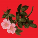 The Lyrical Edge LP